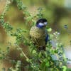 A wild Northern Rosella perches on a branch