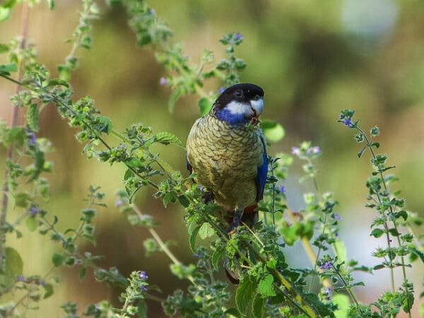 A wild Northern Rosella perches on a branch