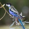 A wild Northern Rosella perches on a branch