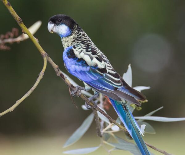 A wild Northern Rosella perches on a branch