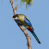 A wild Northern Rosella perches on a branch