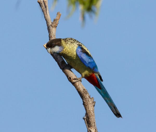 A wild Northern Rosella perches on a branch