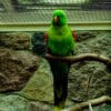 An Olive-shouldered Parrot perches in an enclosure