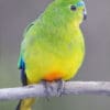 A wild female Orange-bellied Parrot perches on a branch