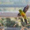 An Orange-bellied Parrot in captive breeding program flies in an enclosure