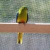 An Orange-bellied Parrot in captive breeding program perches in an enclosure