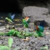 Wild Orange-cheeked Parrot and Cobalt-winged Parakeet gather at a waterhole