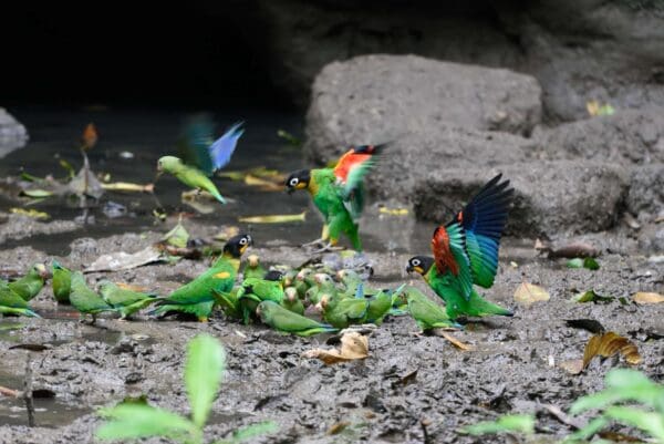 Wild Orange-cheeked Parrot and Cobalt-winged Parakeet gather at a waterhole