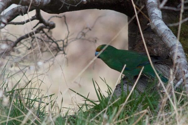 A wild Orange-fronted Parakeet hides under a tree