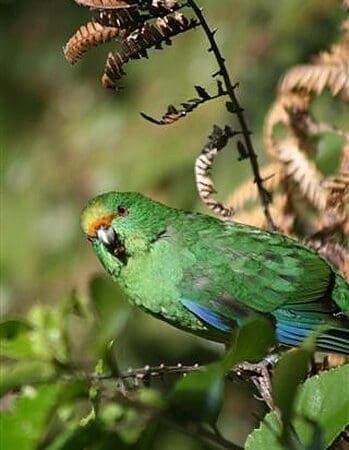 Orange-fronted Parakeet Conservation