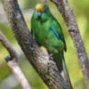 A wild Orange-fronted Parakeet perches on a branch