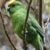 A wild Orange-fronted Parakeet perches on a branch