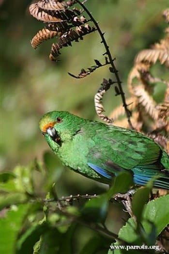 Orange-fronted Parakeet Conservation