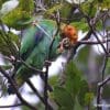 A wild Orange-headed Parrot feeds on vegetation