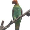 A wild Orange-headed Parrot perches on a branch