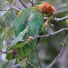 A wild Orange-headed Parrot feeds on vegetation