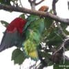 A wild Orange-headed Parrot lands on a branch