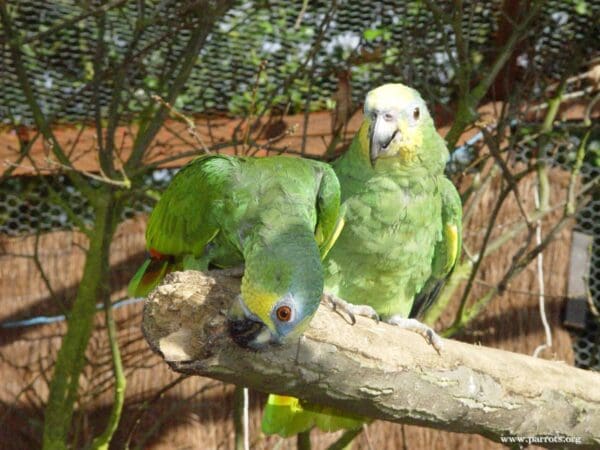 Companion Orange-winged Amazons perch on a limb