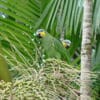 Wild Orange-winged Amazons feed on palm fruits