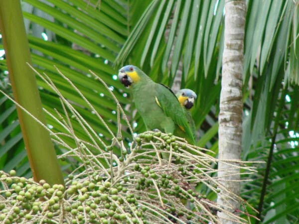 Wild Orange-winged Amazons feed on palm fruits