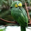 An Orange-winged Amazon tucks itself in to rest