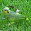 An Orange-winged Amazon walks in grass