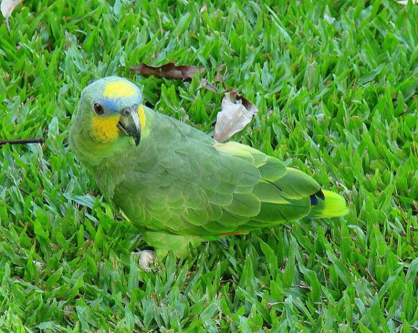 An Orange-winged Amazon walks in grass