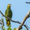 A wild Orange-winged Amazon perches on a branch