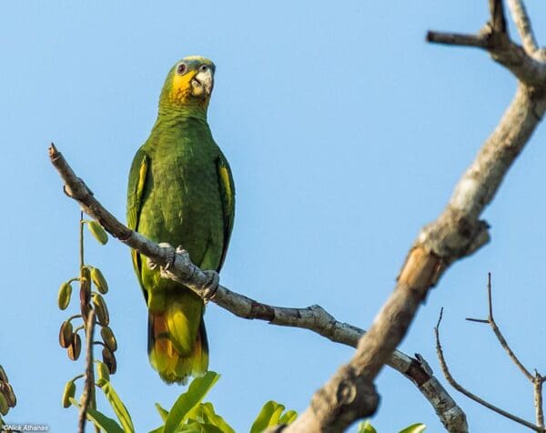 A wild Orange-winged Amazon perches on a branch