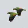 Wild Orange-winged Amazons fly in tandem