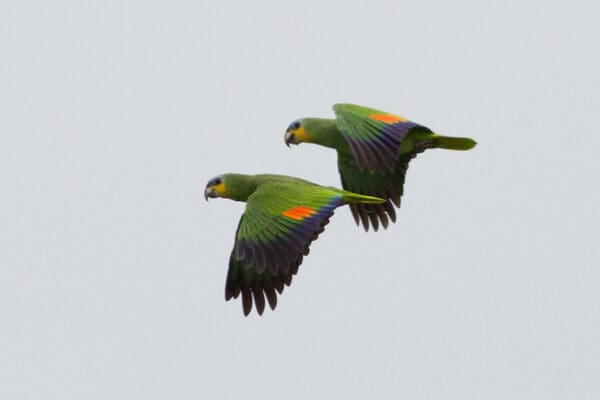 Wild Orange-winged Amazons fly in tandem