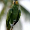 A wild Orange-winged Amazon perches on a twig