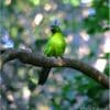 A wild Ouvéa Parakeet perches on a branch