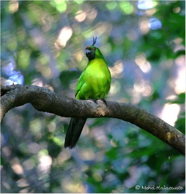 A wild Ouvéa Parakeet perches on a branch