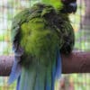 An Ouvéa Parakeet perches on a branch