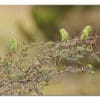 Wild Pacific Parrotlets perch in a thorny bush