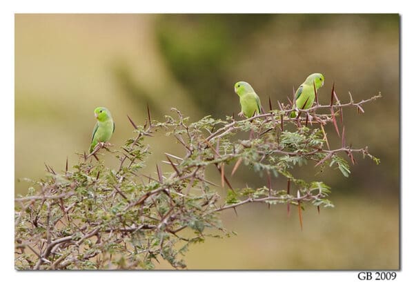 Wild Pacific Parrotlets perch in a thorny bush