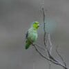 A wild Pacific Parrotlet perches on a twig