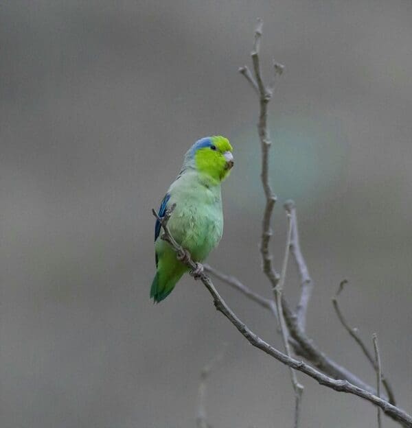 A wild Pacific Parrotlet perches on a twig