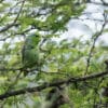 A wild Pacific Parrotlet perches in a tree