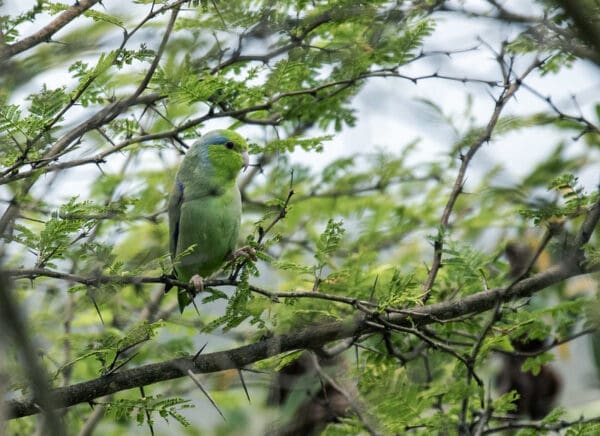 A wild Pacific Parrotlet perches in a tree