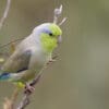 A wild male Pacific Parrotlet perches on a branch