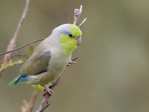 A wild male Pacific Parrotlet perches on a branch