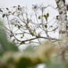 Wild Pacific Parrotlets perch high in a tree