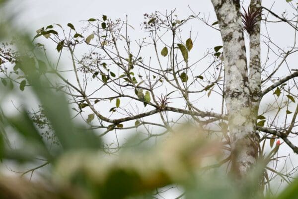 Wild Pacific Parrotlets perch high in a tree