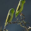 Wild Pacific Parrotlets perch on a bare tree