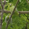 Wild Pacific Parrotlets perch on a branch