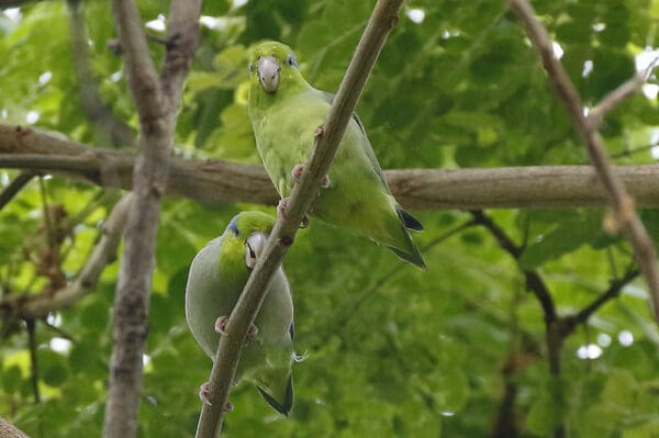 Wild Pacific Parrotlets perch on a branch