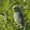 A wild Pacific Parrotlet perches in a tree