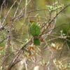 A wild male Painted Tiger Parrot perches on a branch